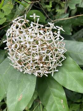 صورة Ixora finlaysoniana Wall. ex G. Don