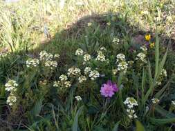 Image of San Francisco owl's-clover