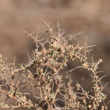 Image of Chenopodium ulicinum Gand.