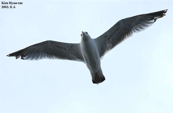 Image of Black-tailed Gull