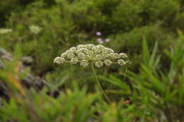 Image of Angelica morii Hayata