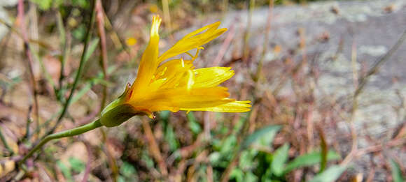 Image of mountain dwarfdandelion