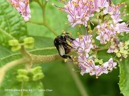 Plancia ëd Homotrigona apicalis (Smith 1857)