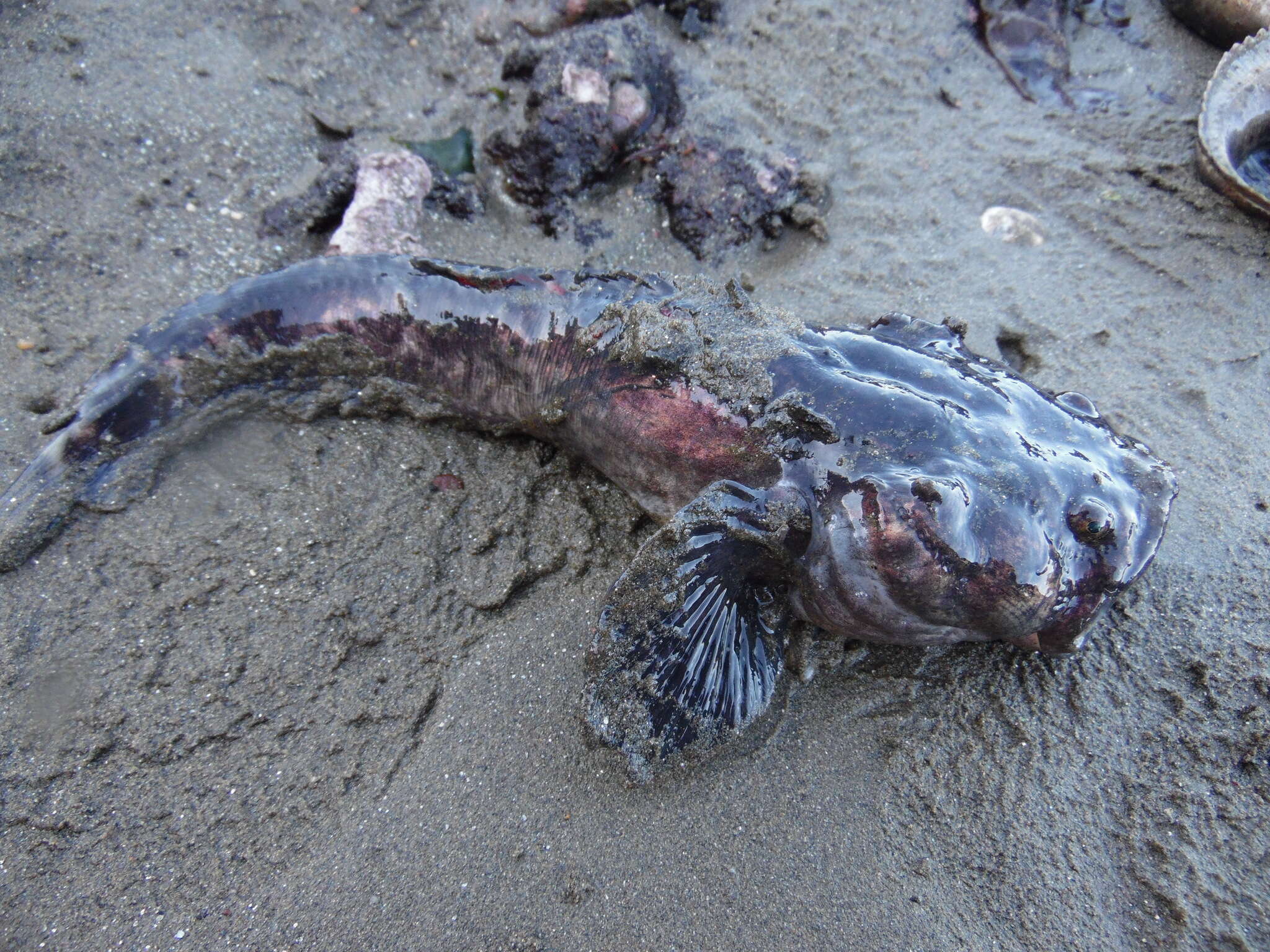 Image of Monkfish