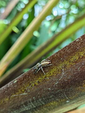 Image of Jumping spider