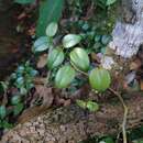 Image of Peperomia nitida Dahlst.