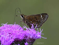 Image of Loammi Skipper