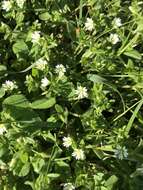 صورة Cerastium nutans Raf.