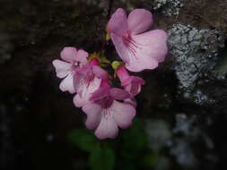 Image de Ourisia alpina Poepp. & Endl.