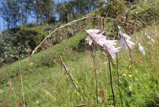 Image of Dierama argyreum L. Bolus