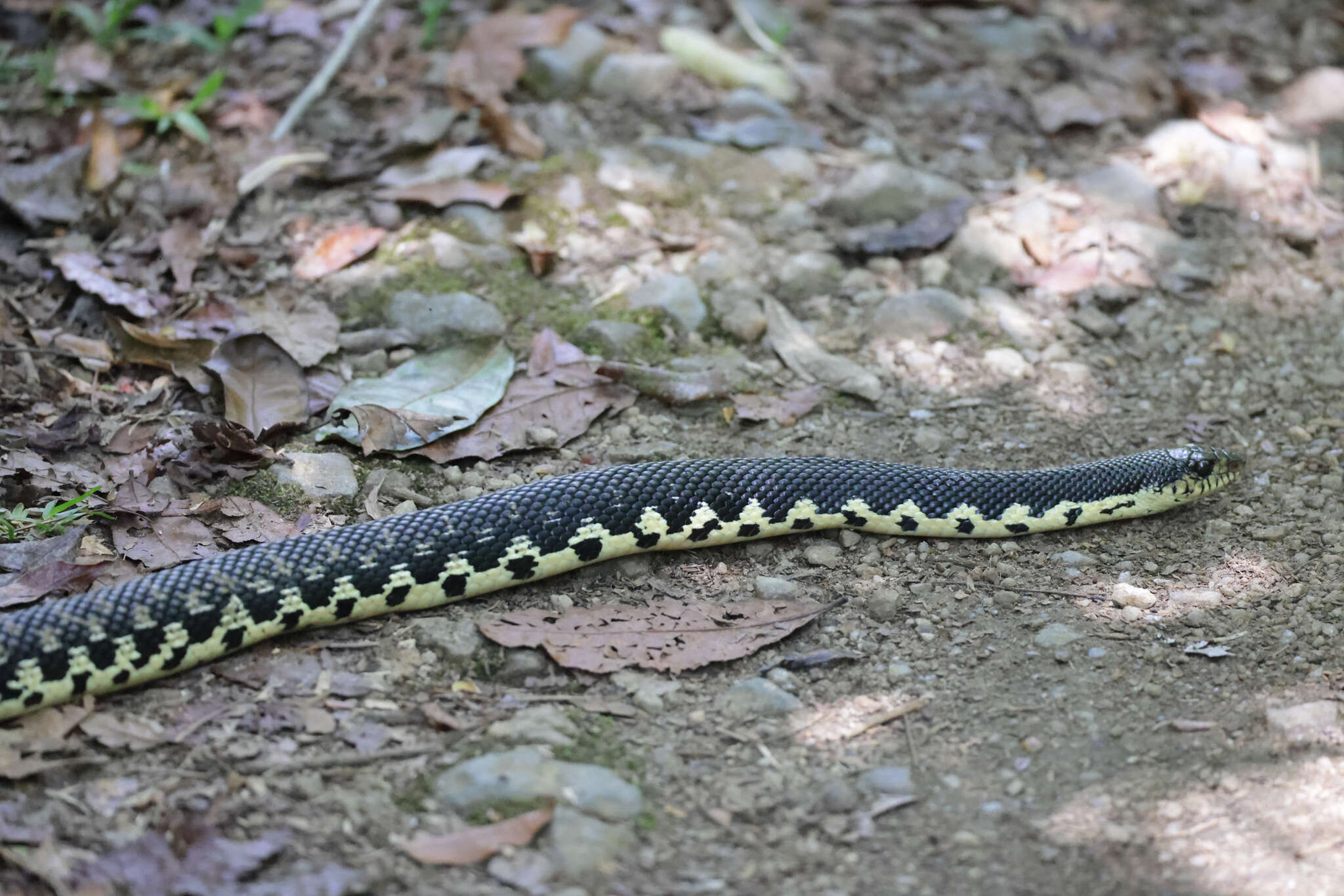 Image of Malagasy hognose snake