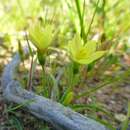 Imagem de Geissorhiza platystigma Goldblatt & J. C. Manning