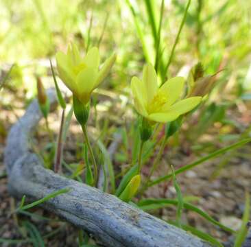 Image of Geissorhiza platystigma Goldblatt & J. C. Manning