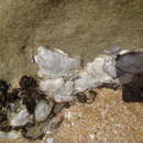Image of Cape rock oyster