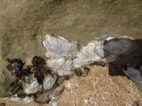 Image of Cape rock oyster