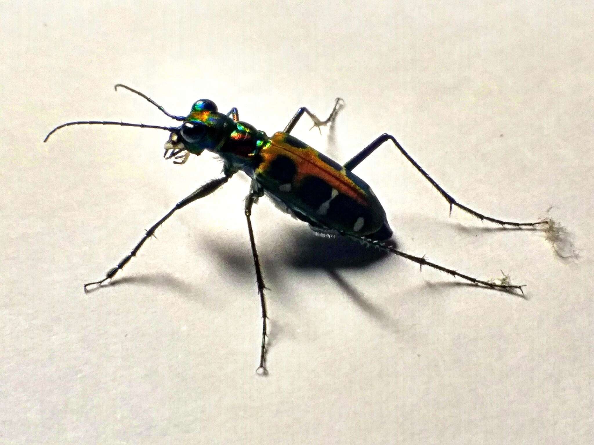 Image of Cicindela (Cosmodela) duponti Dejean 1826