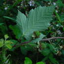 Image of Rubus winteri P. J. Müll. ex Focke