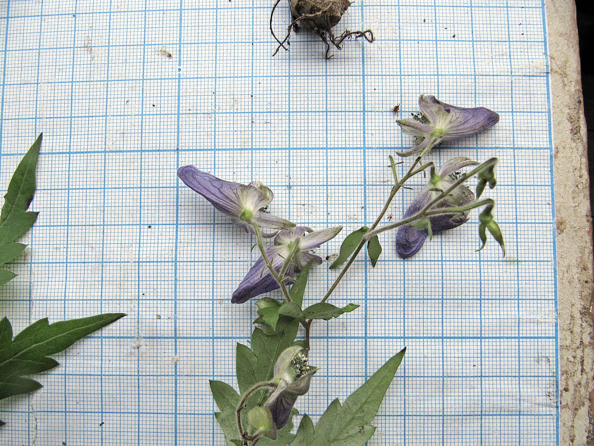 Слика од Aconitum stoloniferum Vorosh.