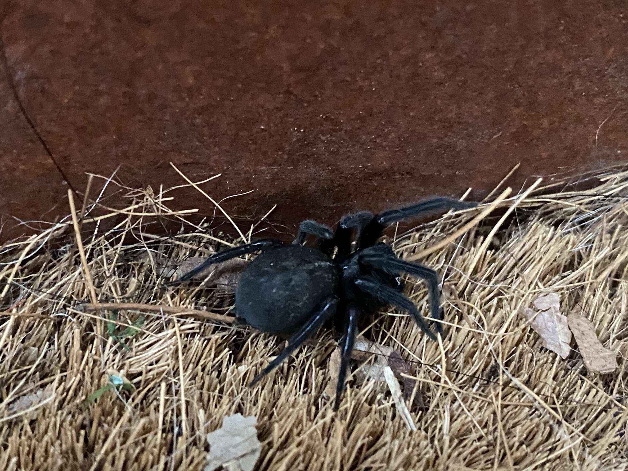 Image of Black house spider