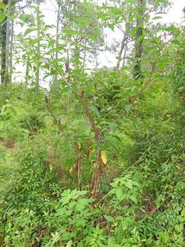 Image of American pokeweed