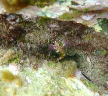 Image of Blackthroat Triplefin