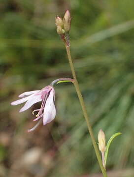 Image of Sieruela conrathii (Burtt Davy) Roalson & J. C. Hall