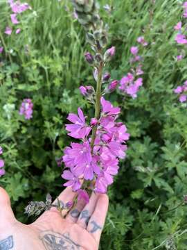 Image of Nelson's checkerbloom