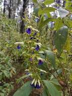 Imagem de Salvia albocaerulea Linden