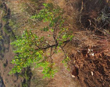 Image of Lopholaena coriifolia (Sond.) Phillips & C. A. Smith