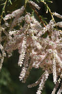 Image of Nile tamarisk