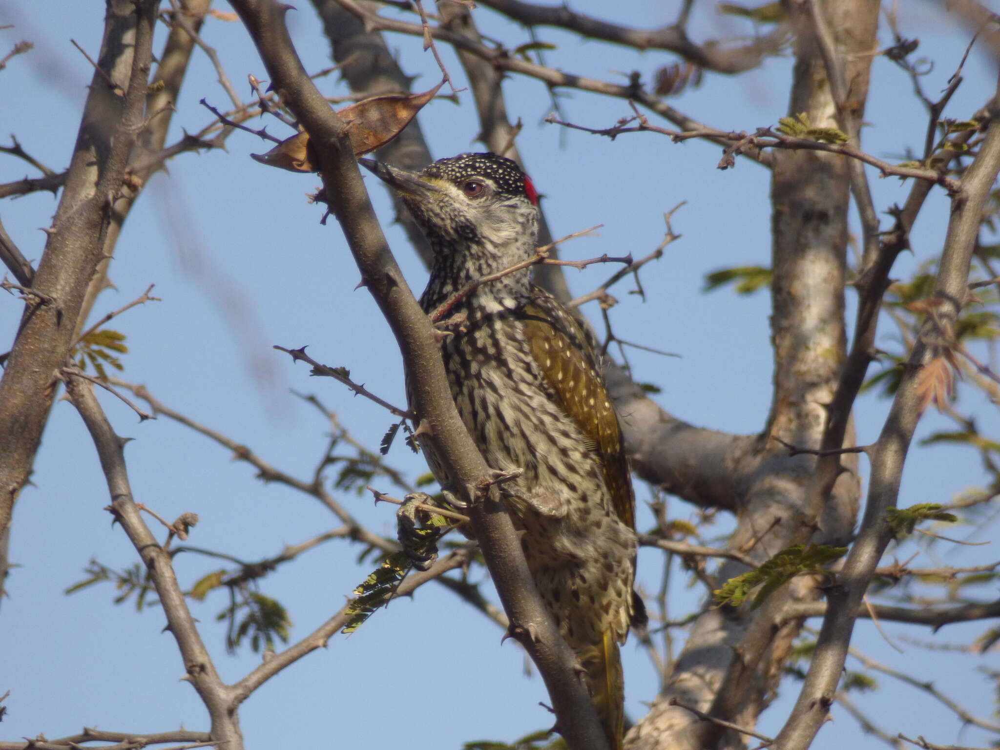 Image of Golden-tailed Woodpecker