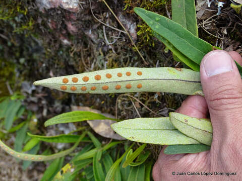 Image of redscale scaly polypody