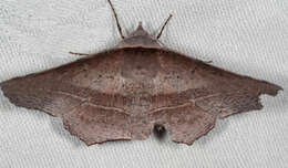 Image of Oenochroma vetustaria Walker 1860