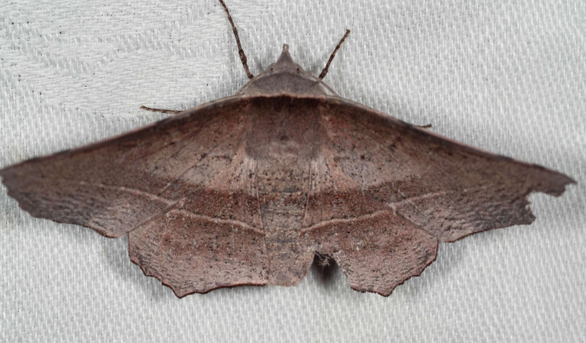 Image of Oenochroma vetustaria Walker 1860