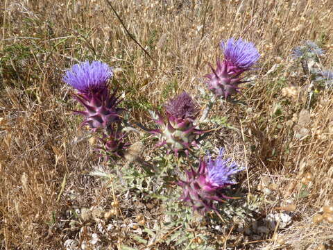 Image of Cynara algarbiensis Coss. ex Mariz