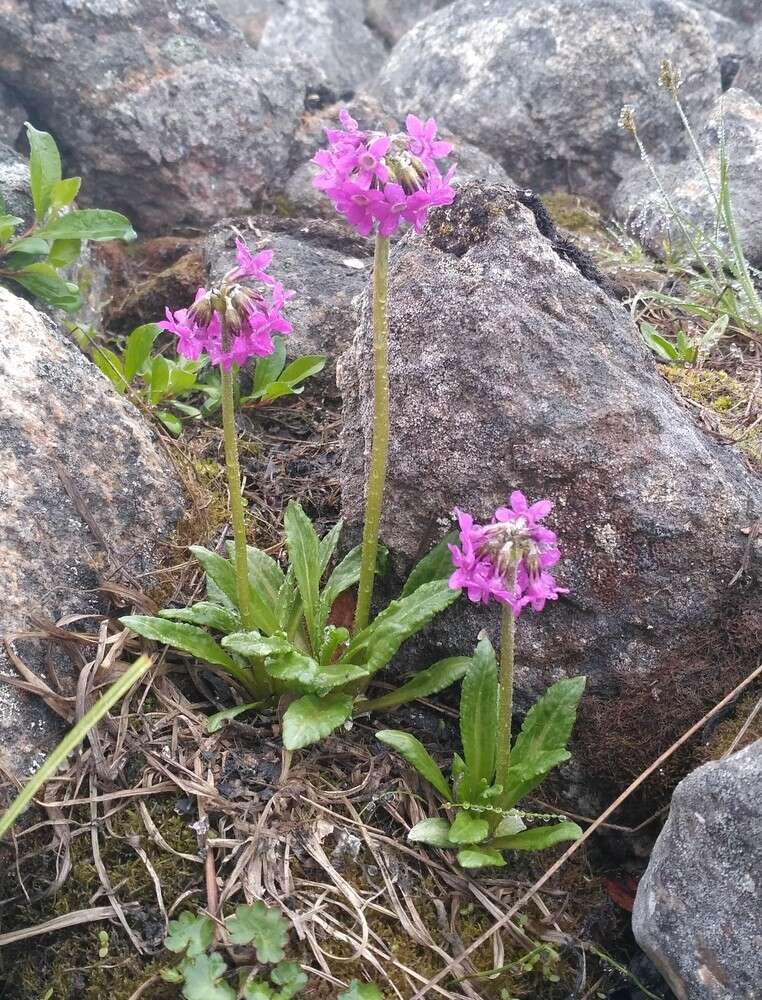 Primula tschuktschorum Kjellm. resmi