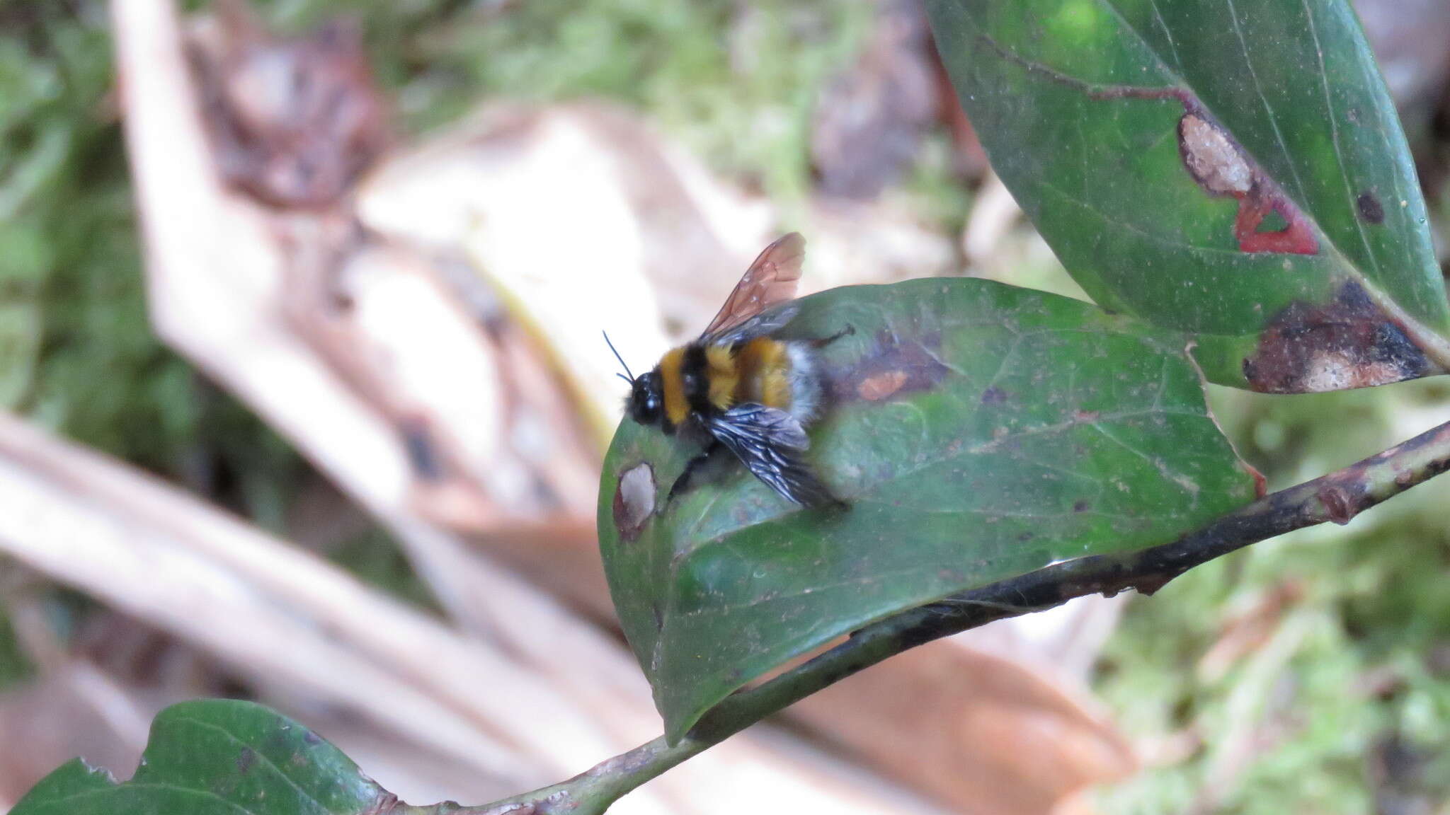 Plancia ëd Bombus hortulanus Friese 1904