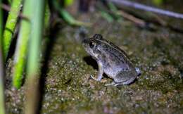 Plancia ëd Ranoidea verrucosa (Tyler & Martin 1977)