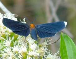 Image of White-tipped Black