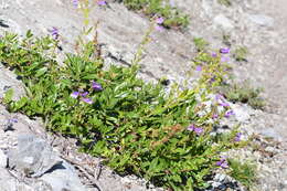 صورة Penstemon cardwellii Howell