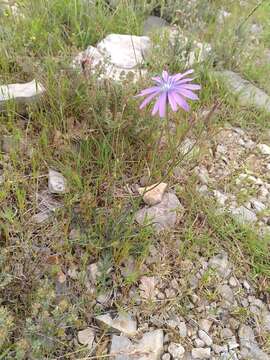 Image of Lactuca tenerrima Pourr.