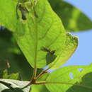 Image of Necyla formosana (Okamoto 1910)