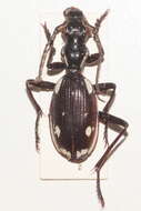 Image of Anthia (Termophilum) sexmaculata (Fabricius 1787)