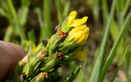 Image of Melolobium exudans Harv.