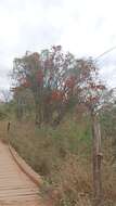 Erythrina falcata Benth. resmi