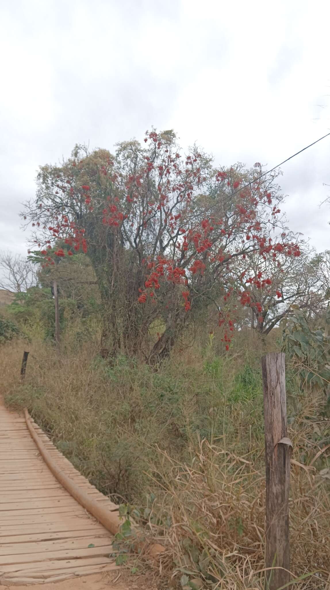 Erythrina falcata Benth. resmi