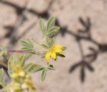 Image of Mojave cleomella