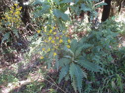 Imagem de Sonchus palmensis (Sch. Bip.) Boulos