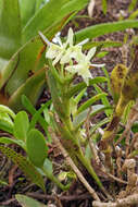 Image of Epidendrum difforme Jacq.