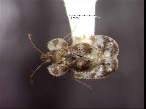 Image of Chrysanthemum Lace Bug